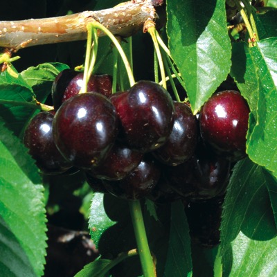 Cerises amarena (Pot 270Gr)