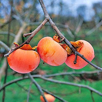 Early Jiro Persimmon
